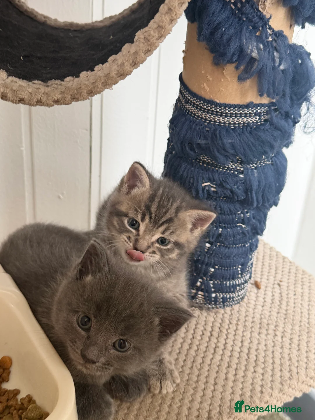 Mixed Breed cats for sale: One boy kitten - Advert 3