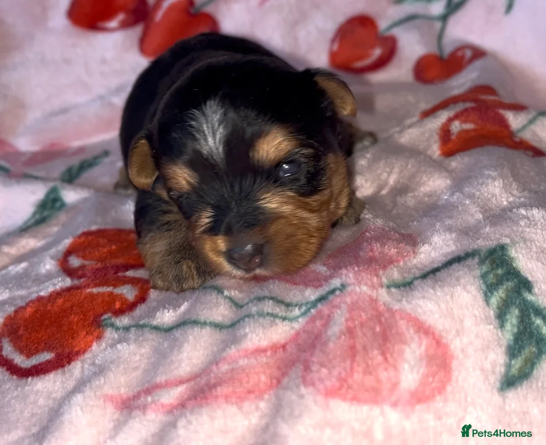 Yorkshire Terrier dogs for sale: Beautiful Standard Size Yorkshire Terrier Puppies - Advert 5