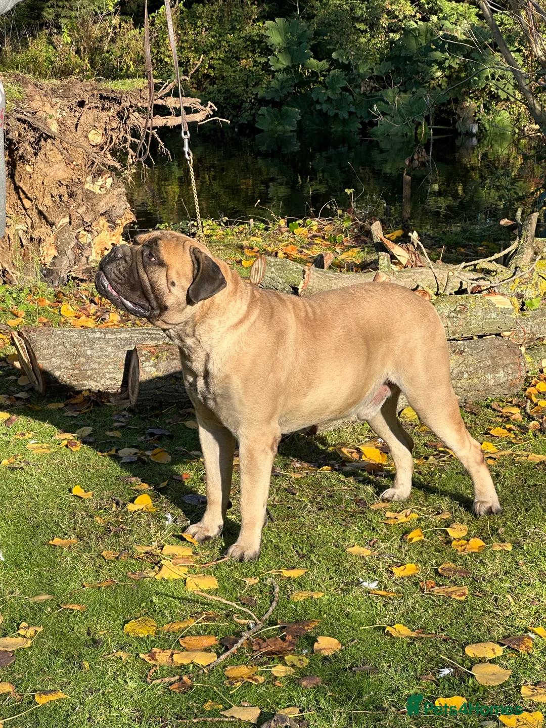 Bullmastiff dogs for stud: bullmastiff at stud in Ilford - Advert 2