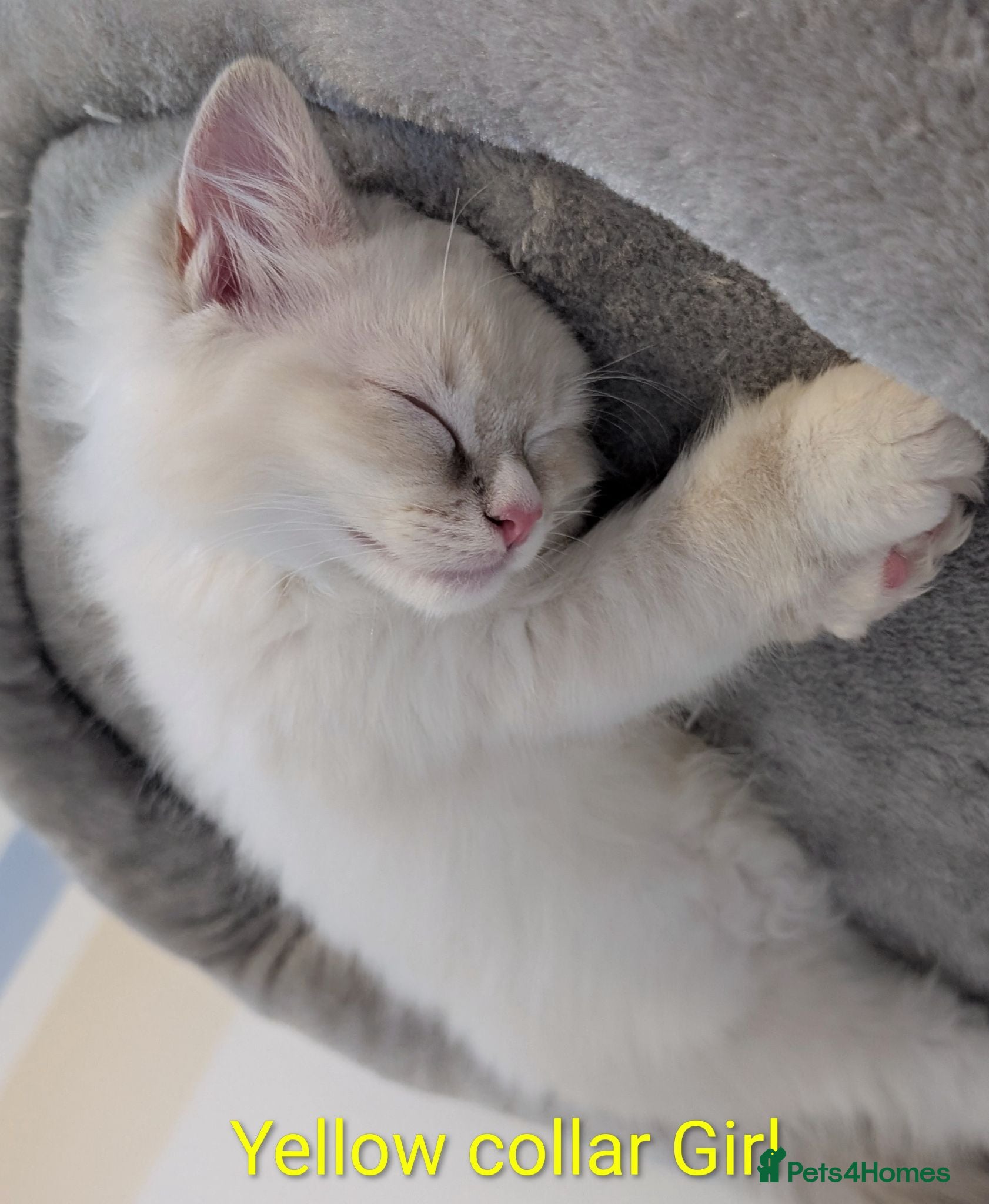 Ragdoll cats Grand champion lines TICA Ragdoll kittens  - Advert 8