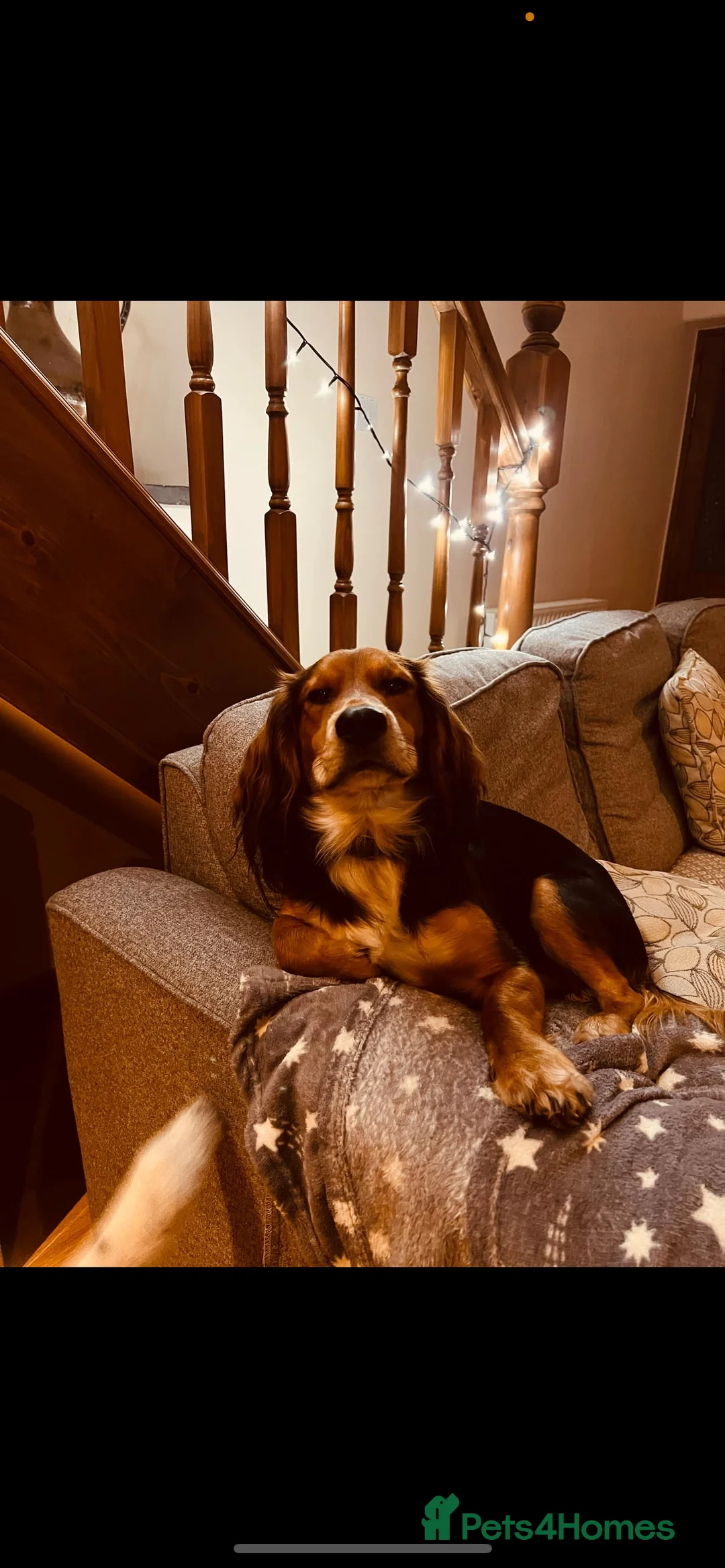 Bocker dogs for sale: * FREE * cocker spaniel x beagle  - Advert 3