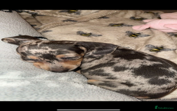 Miniature Dachshund dogs for sale: dotty, blue dapple miniature dachshund - Advert 4