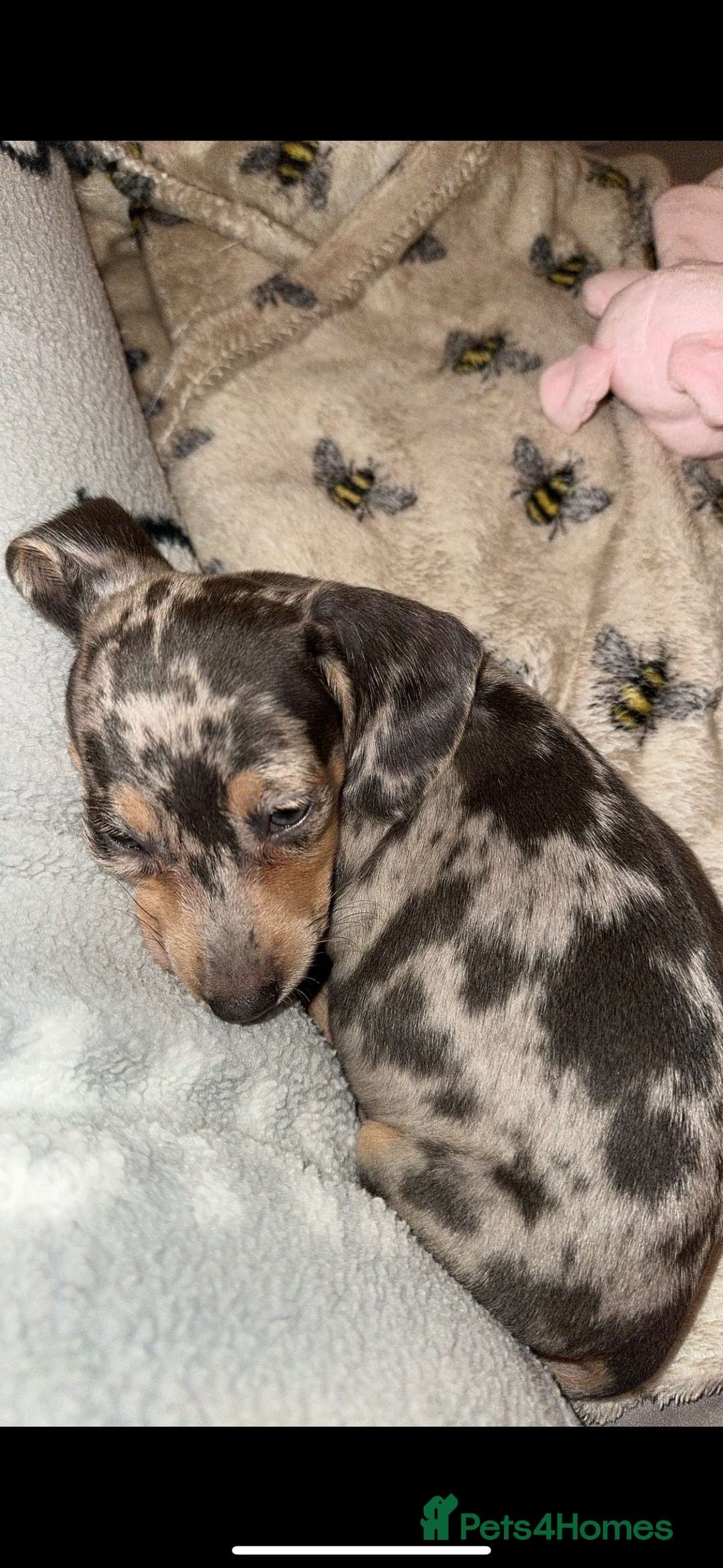 Miniature Dachshund dogs for sale: dotty, blue dapple miniature dachshund - Advert 4