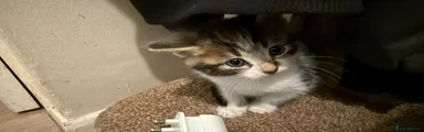 Mixed Breed 3