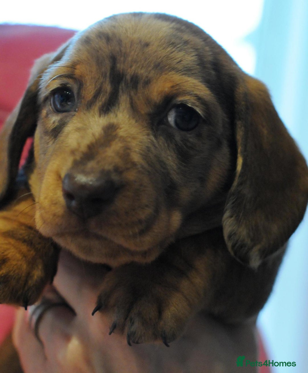 Miniature Dachshund dogs for sale: Beautiful Dappled Miniature Dachshund puppy - Advert 2
