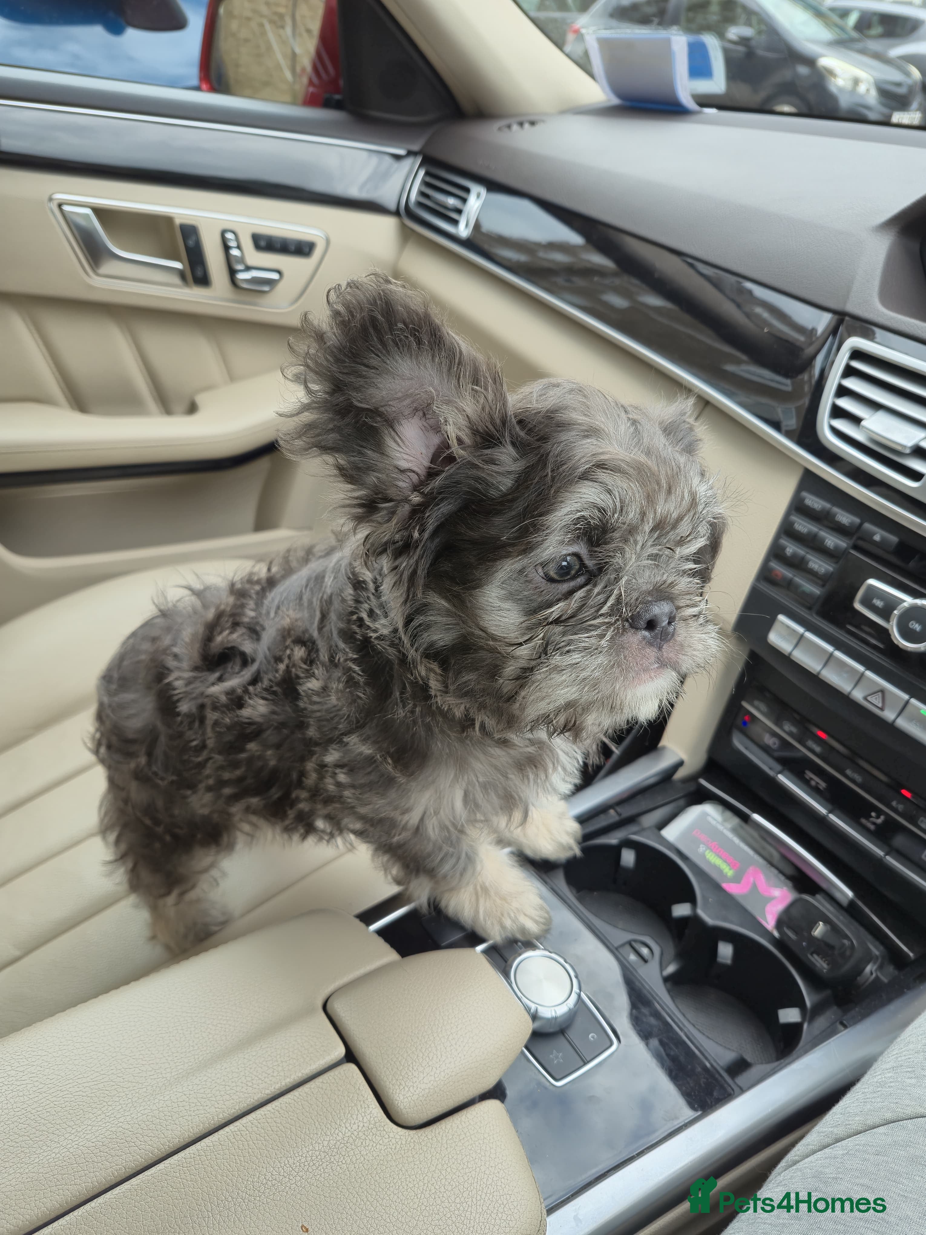 French Bulldog dogs PRICE DROP Top Quality Fluffy Coat French Bulldogs - Advert 1