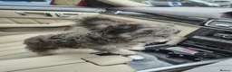French Bulldog dogs for sale: LAST TWO - Top Quality Fluffy Coat French Bulldogs - Advert 1