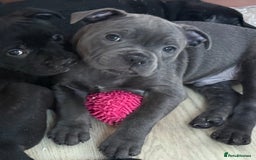 Staffordshire Bull Terrier dogs for sale: Stunning Staffordshire Bull Terrier pups   in Farnborough - Image 22