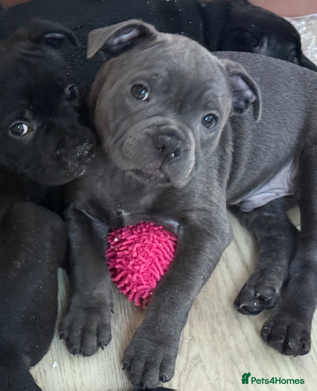 Staffordshire Bull Terrier dogs for sale: Stunning Staffordshire Bull Terrier pups   in Farnborough - Image 22