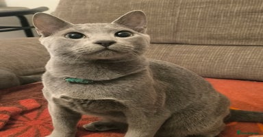 Russian Blue cats 1 boys left (8 months old) - Advert 15