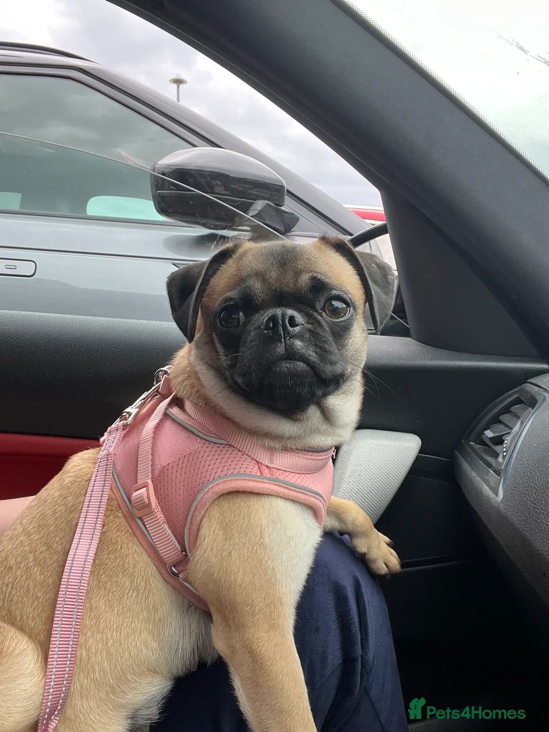 Pug dogs for sale: Loving Home Needed for 2-Year-Old Female Pug in Aldershot - Advert 3