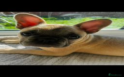 French Bulldog dogs for sale: French bulldog puppies - Image 1