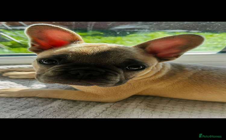 French Bulldog dogs - Advert 15