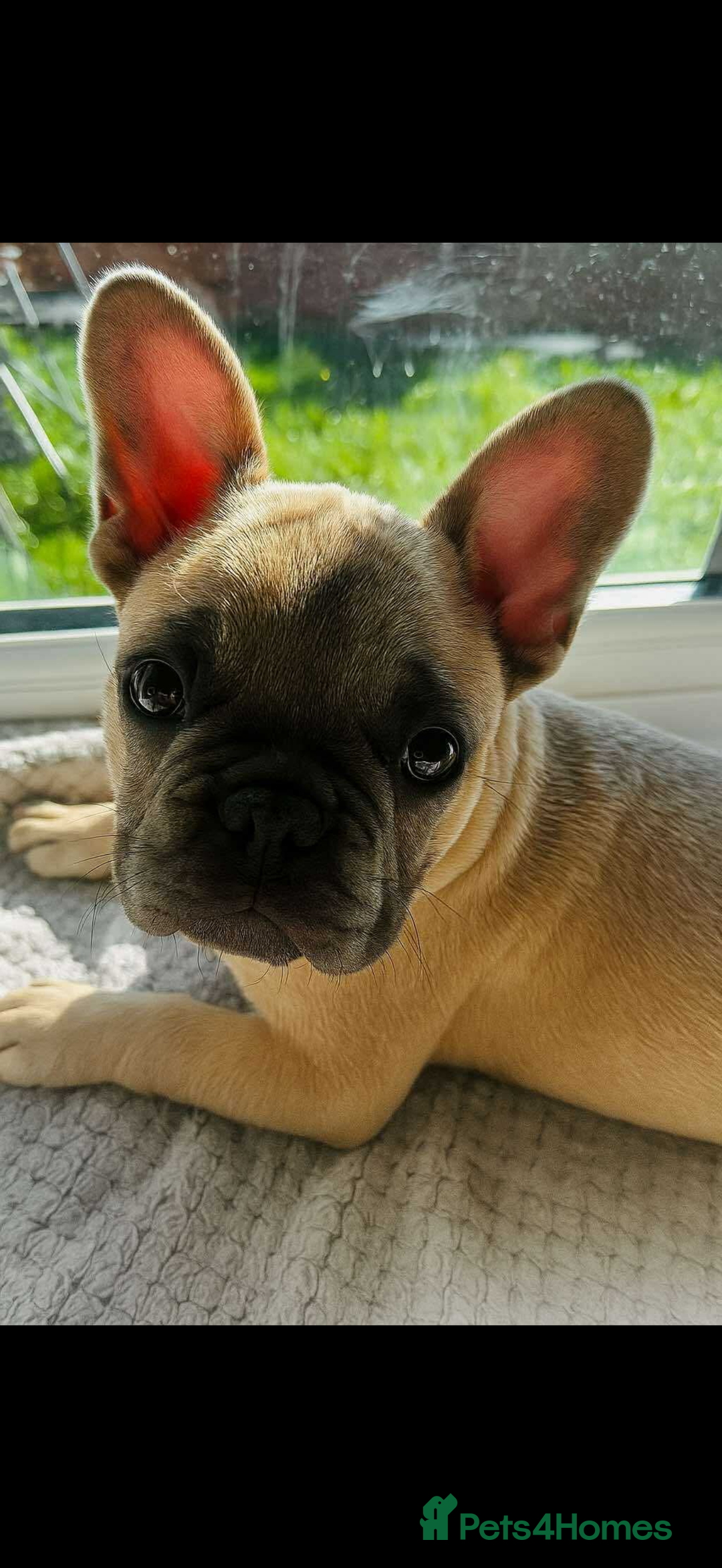 French Bulldog dogs for sale: French bulldog puppies - Image 1