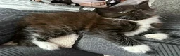 Maine Coon cats for sale: 4 Stunning pure Maine Coon Kittens - Advert 5