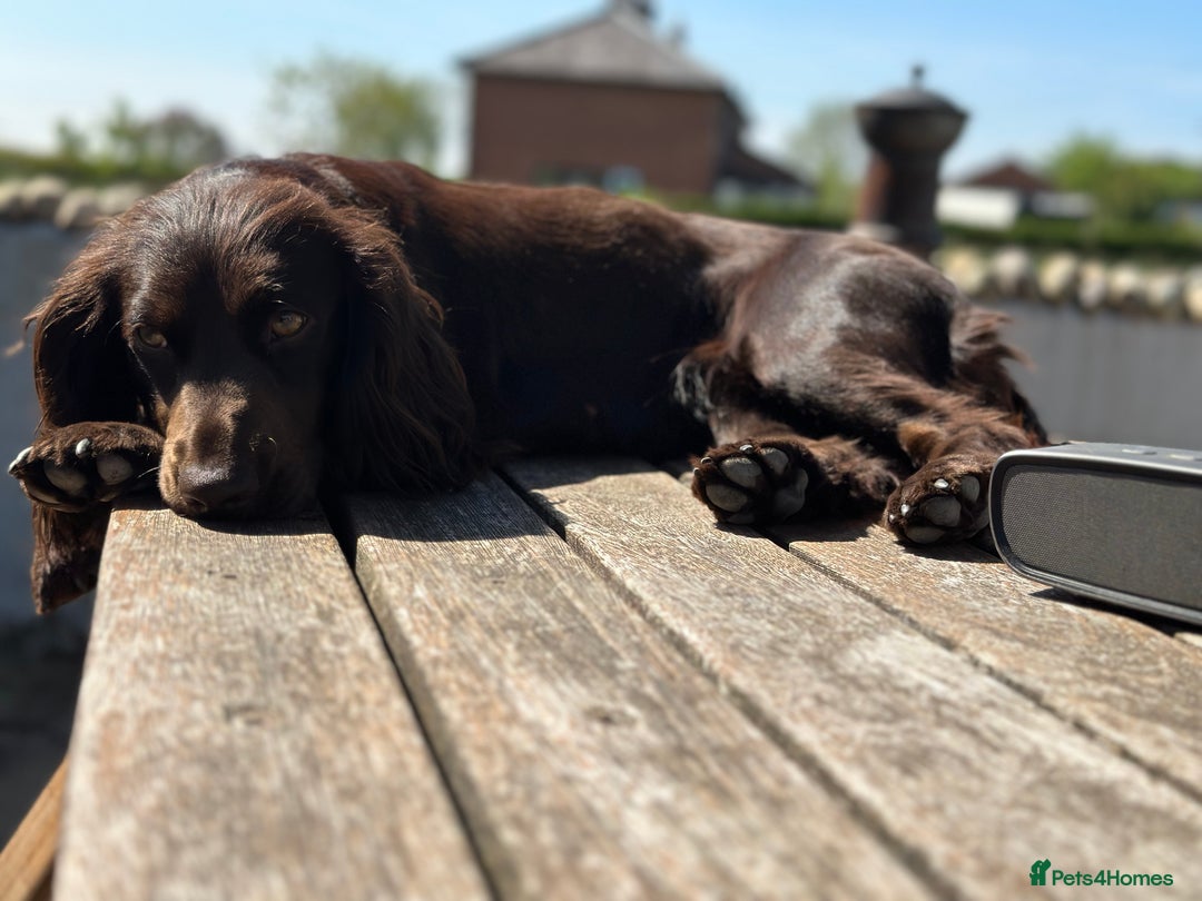 Cocker Spaniel dogs for sale: KC Pedigree Working Cocker Spaniel Puppies - Image 11
