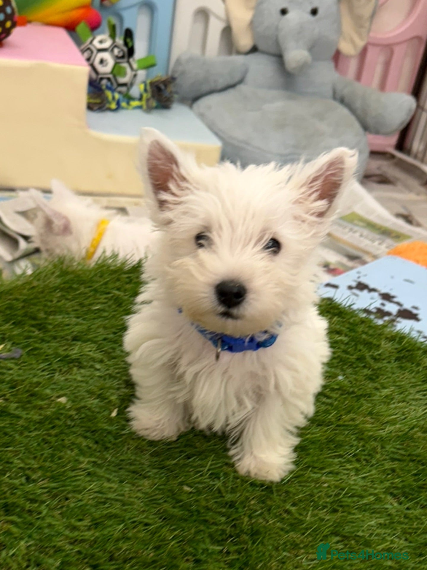 West Highland Terrier dogs West Highland Terrier Pups - Advert 1