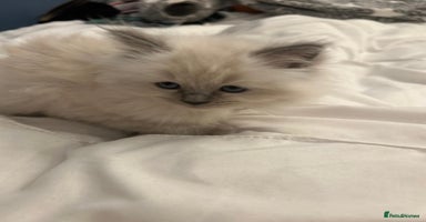 Ragdoll cats - Advert 7