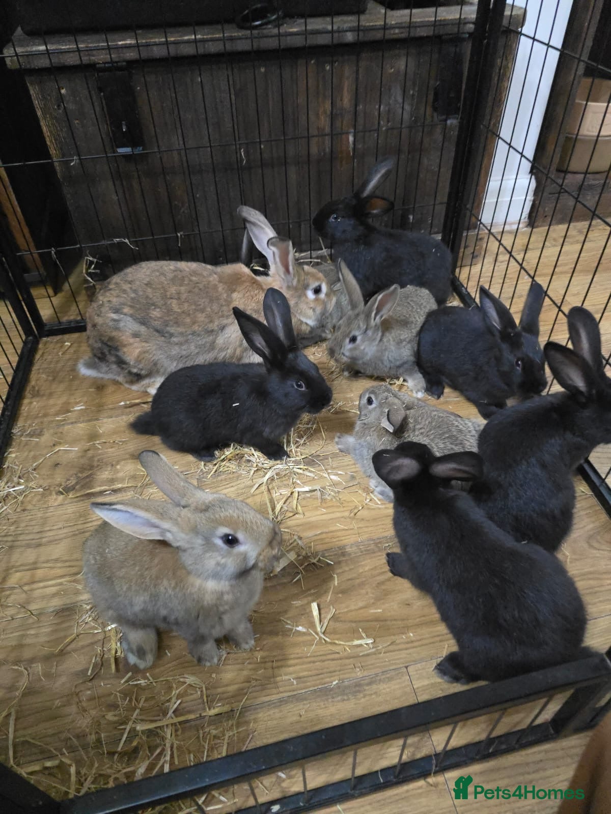 Silver Fox rabbits Silver fox X Kits Ready to leave soon.  - Advert 1