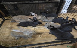 Silver Fox rabbits for sale: Silver fox X Kits Ready to leave soon.  - Image 1