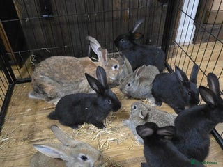Silver Fox rabbits Silver fox X Kits Ready to leave soon. - Advert 10