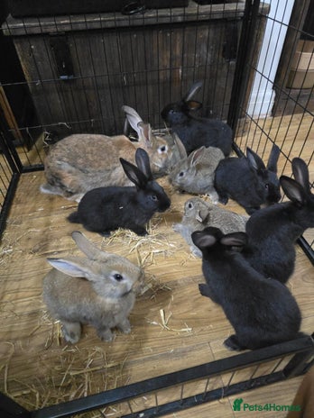 Silver Fox rabbits Silver fox X Kits Ready to leave soon. - Advert 1