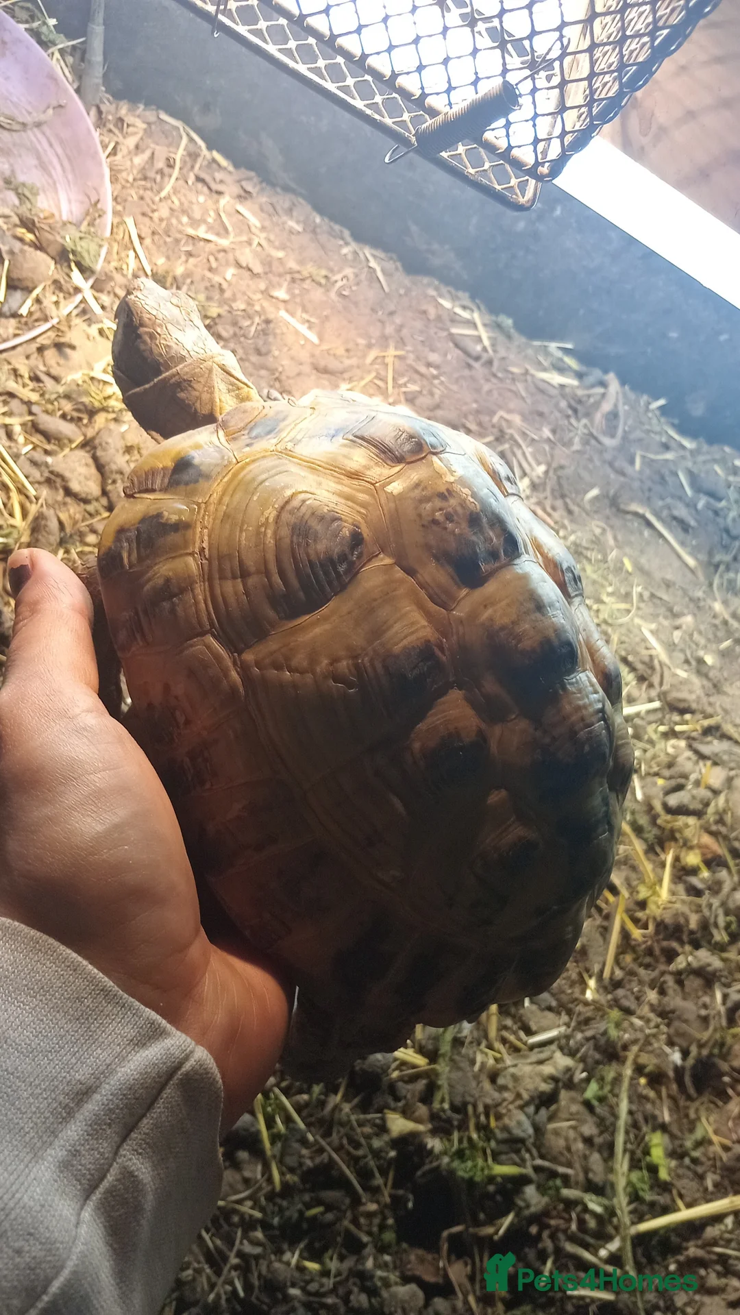 Tortoise reptiles for sale: Horse field tortoises in Chesterfield - Advert 2