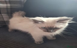 Ragdoll cats for sale: Ragdoll kittens - Image 5