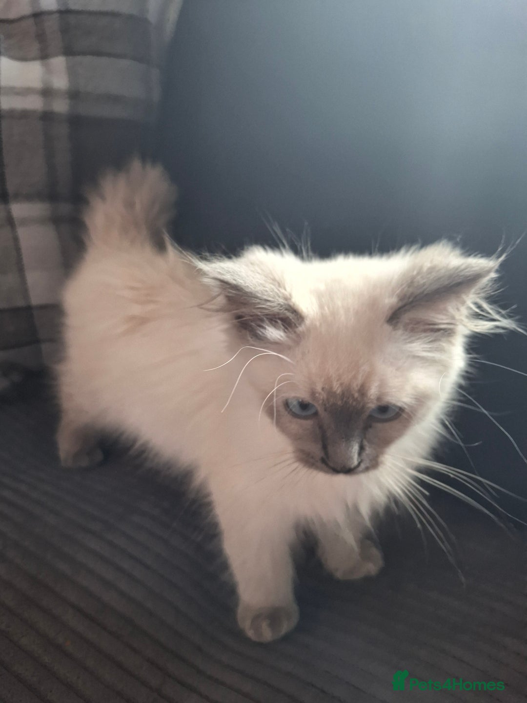 Ragdoll cats for sale: Ragdoll kittens - Image 5