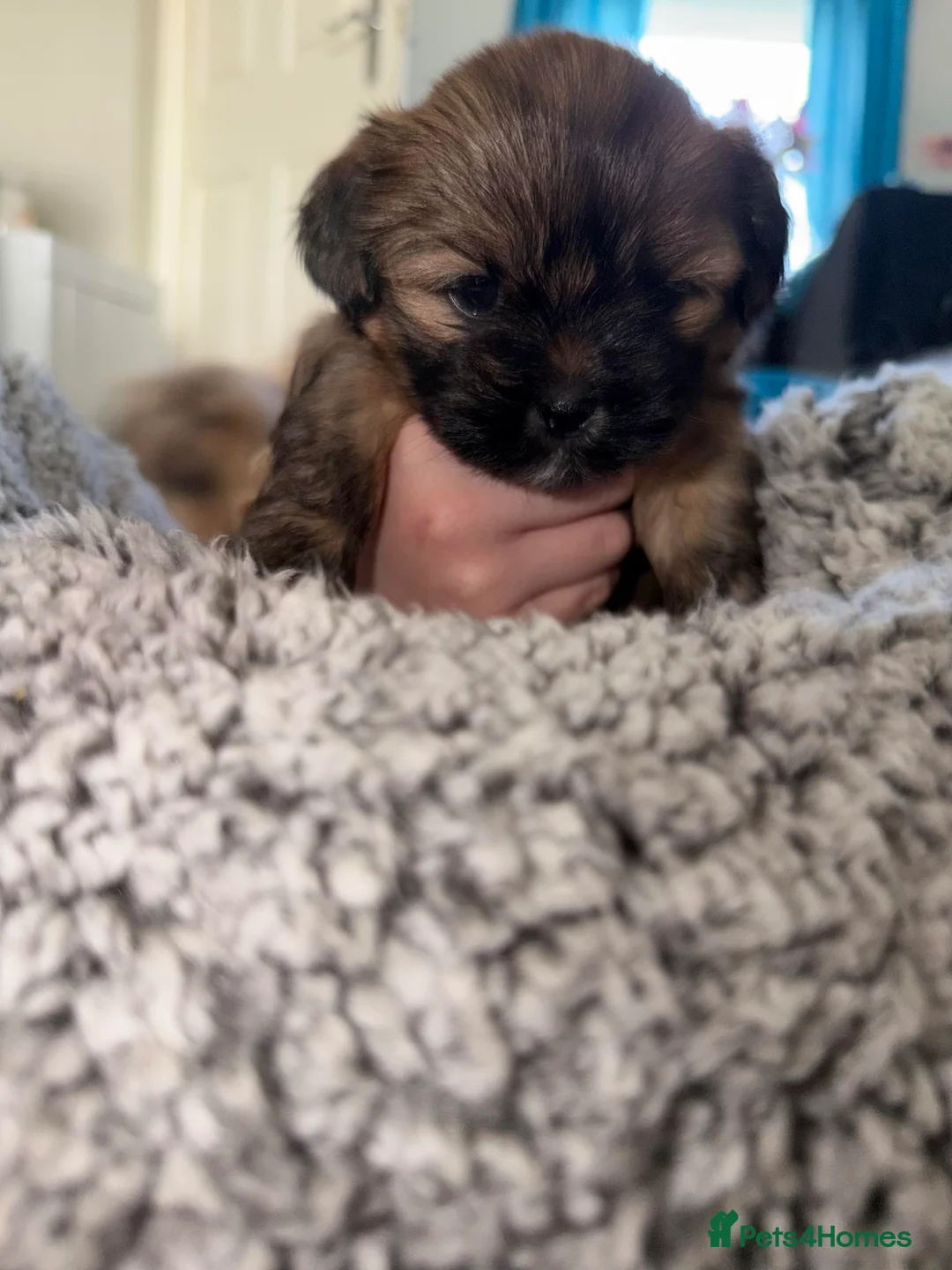 Mixed Breed dogs for sale: La-pom  pups , one boy still available  - Advert 14