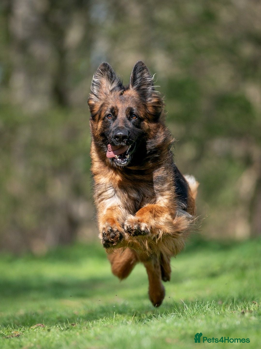 German Shepherd dogs Beautiful German Shepherd Puppies  - Advert 2