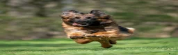 German Shepherd dogs for sale: Beautiful German Shepherd Puppies  - Advert 1