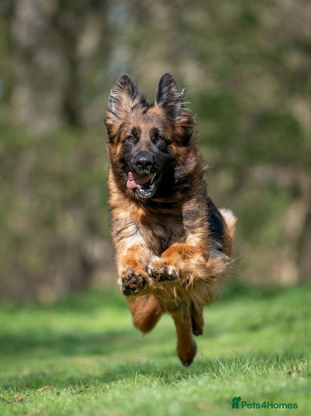 German Shepherd dogs for sale: Beautiful German Shepherd Puppies  - Advert 1