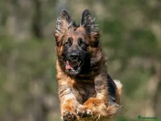 German Shepherd dogs Beautiful German Shepherd Puppies - Advert 1