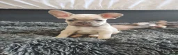 French Bulldog dogs for sale: 7 month old Frenchie girls loveable and cute  - Advert 9