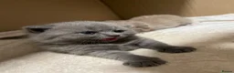 Scottish Fold cats for sale: 3 Scottish Fold kittens  - Advert 15