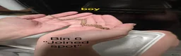 Snake reptiles for sale: Western hognose hatchlings  in Canterbury - Advert 11