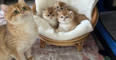 British Shorthair cats British Golden kittens from World Champions line  - Advert 10