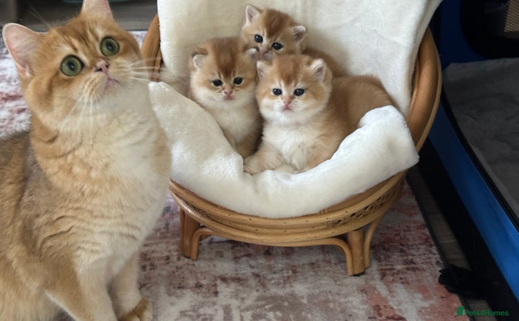 British Shorthair cats British Golden kittens from World Champions line  - Advert 1