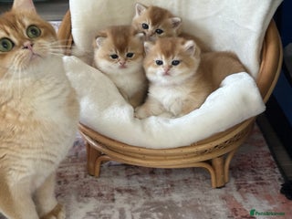 British Shorthair cats British Golden kittens from World Champions line - Advert 3
