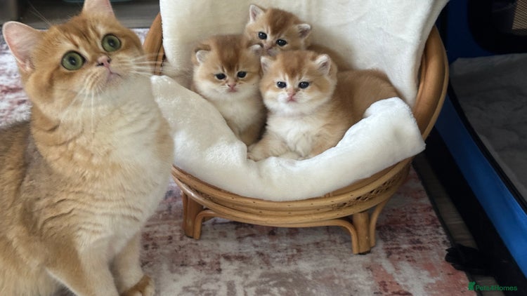 British Shorthair cats British Golden kittens from World Champions line - Advert 1