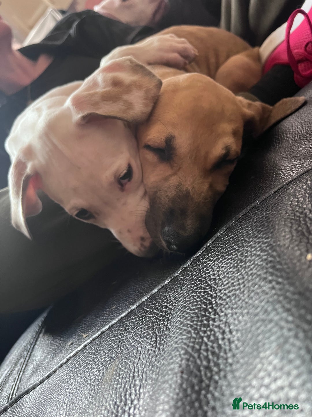 Mixed Breed dogs for sale: Staff cross (2 girls) - Advert 6
