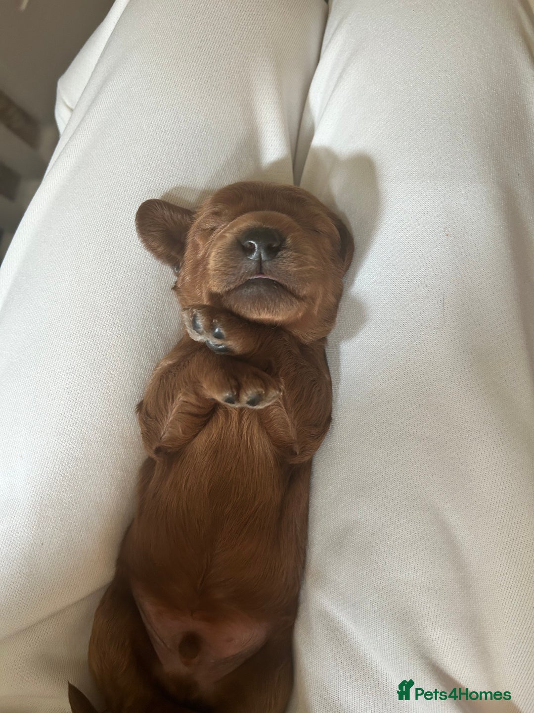 Irish Doodle dogs for sale: Irish Doodle cross miniature poodle f1b pups  - Image 8