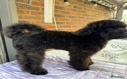 Miniature Poodle dogs for sale: Majestic trusted companies secure yours today  - Image 7