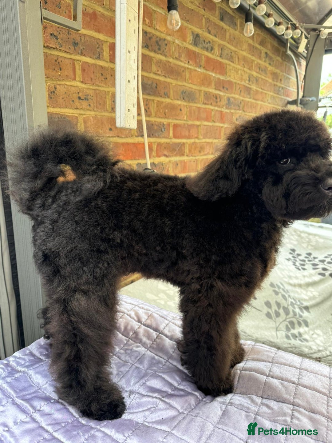 Miniature Poodle dogs for sale: Majestic trusted companies secure yours today  - Image 7