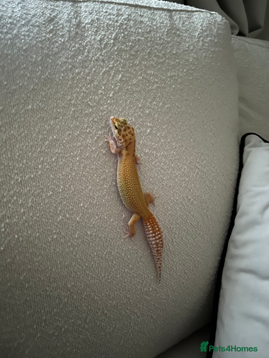 Leopard Gecko reptiles for sale: Leopard gecko and set up for sale - Image 2