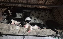 Border Collie dogs for sale: 🏡 Smart, Sweet Border Collie Pups Await You!" - Image 16