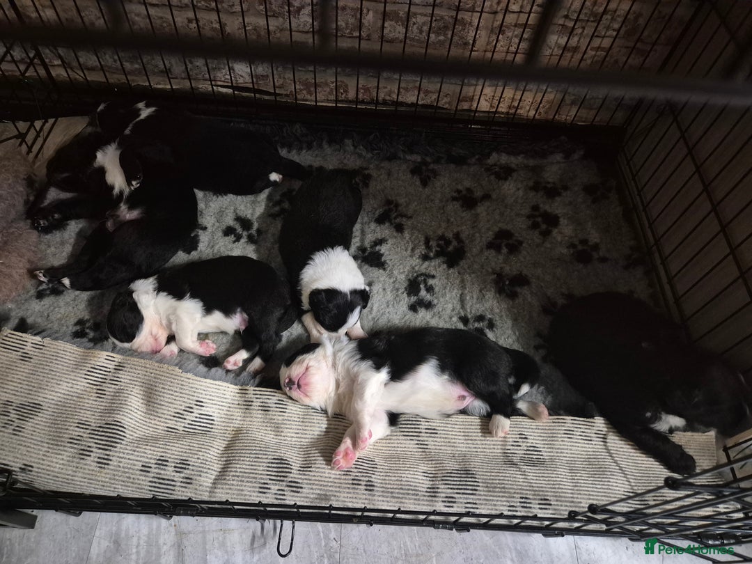 Border Collie dogs for sale: 🏡 Smart, Sweet Border Collie Pups Await You!" - Image 16