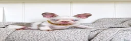 French Bulldog dogs for sale: 6x KC registered French Bulldogs - Advert 1