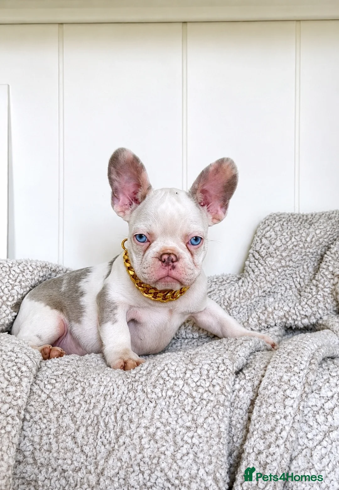 French Bulldog dogs for sale: 6x KC registered French Bulldogs - Advert 1